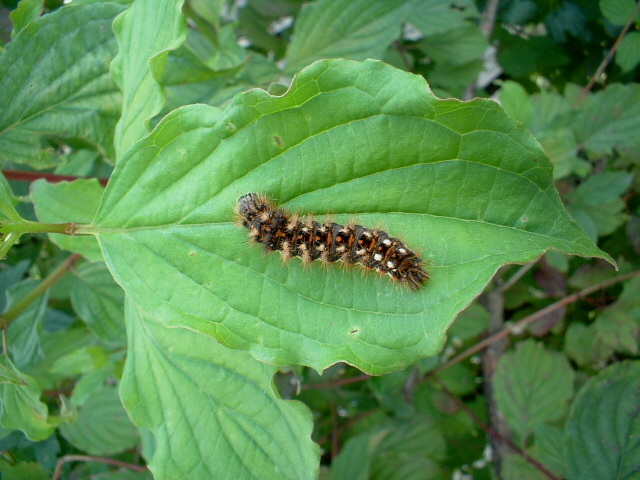 Simpatico bruco irsuto e colorato (Acronicta rumicis)